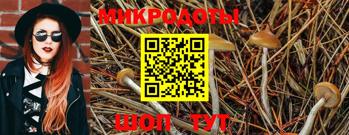 Новосибирск  Псилоцибиновые грибы Psilocybine cubensis  Вход с VPN 
